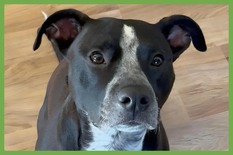 An adult medium-sized female Black American Staffordshire Terrier dog named Willow for adoption in Amherst, MA
