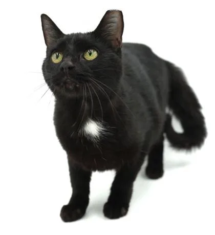 A baby small-sized male Domestic Short Hair cat named Arby for adoption in Bowling Green, KY