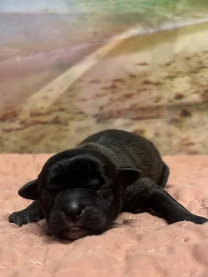 A baby small-sized female Terrier dog named Jolie for adoption in San Antonio, TX