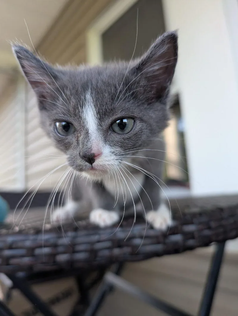 A baby small-sized male Domestic Short Hair cat named Megamind for adoption in Knoxville, TN