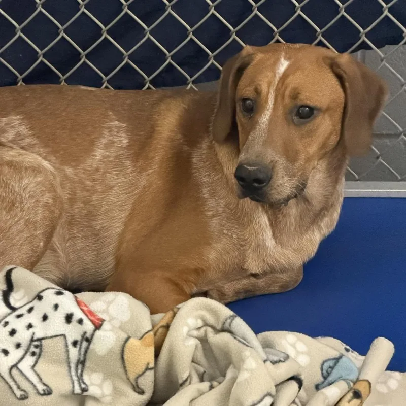 A young small-sized female Red / Chestnut / Orange Coonhound dog named Piper for adoption in Marion, VA