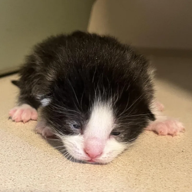 A baby small-sized female Black Domestic Short Hair cat named Pamela for adoption in Normal, IL