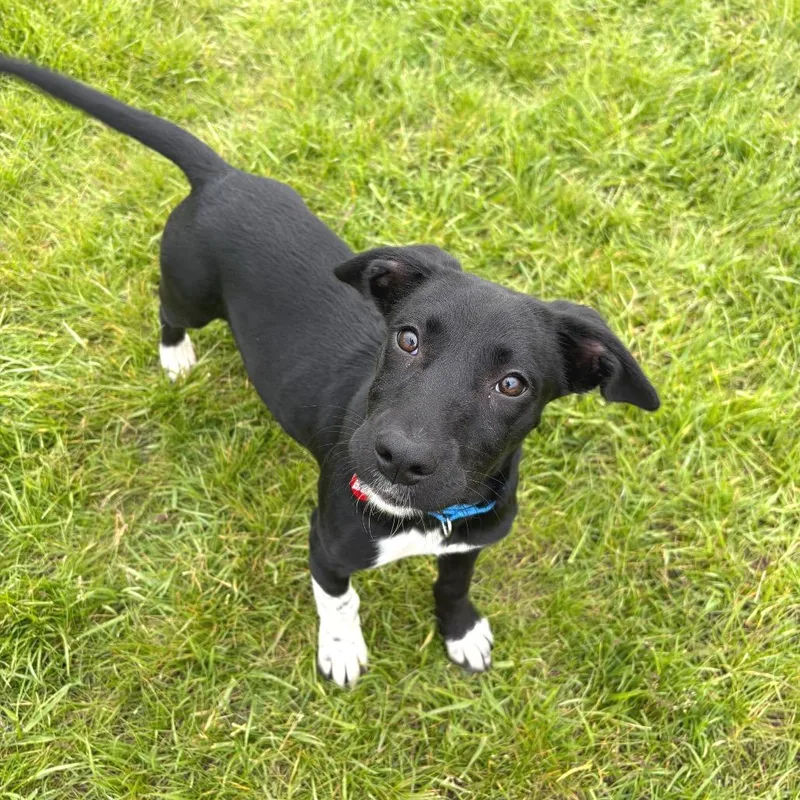 A baby small-sized male Black Mixed Breed dog named Domino for adoption in Wheeling, IL