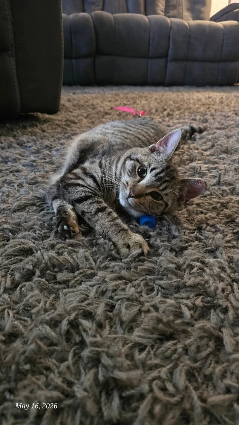A young medium-sized female Tabby (Buff / Tan / Fawn) Tiger cat named Sidney for adoption in East Canton, OH