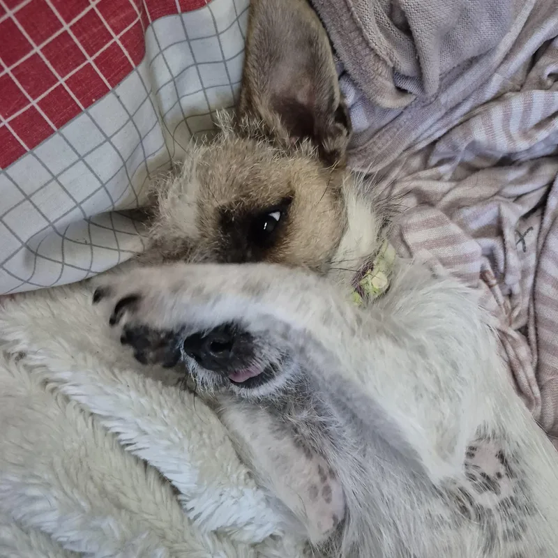 Tiny Teeny Terrier thumbnail 2