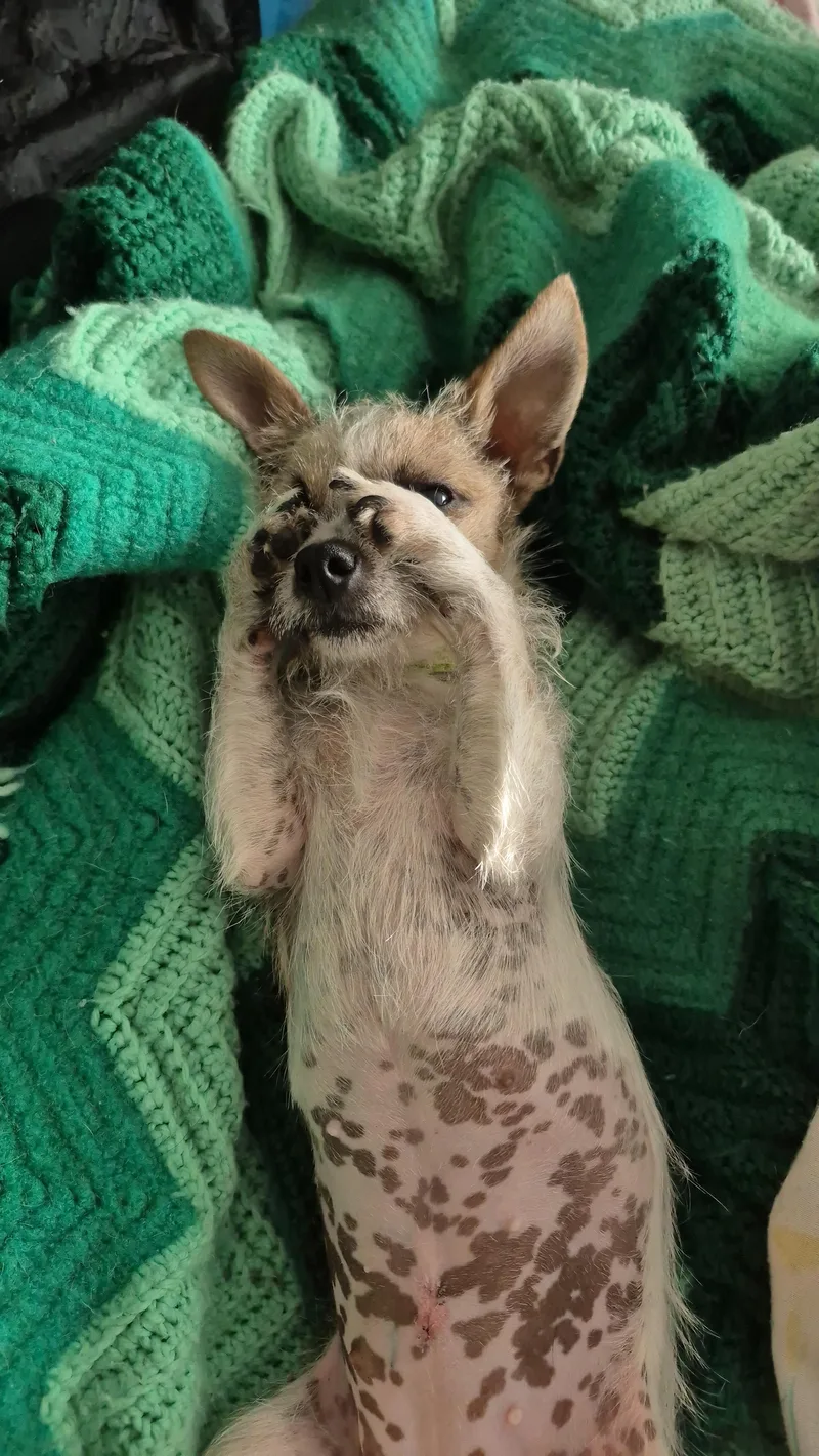 Tiny Teeny Terrier thumbnail 3