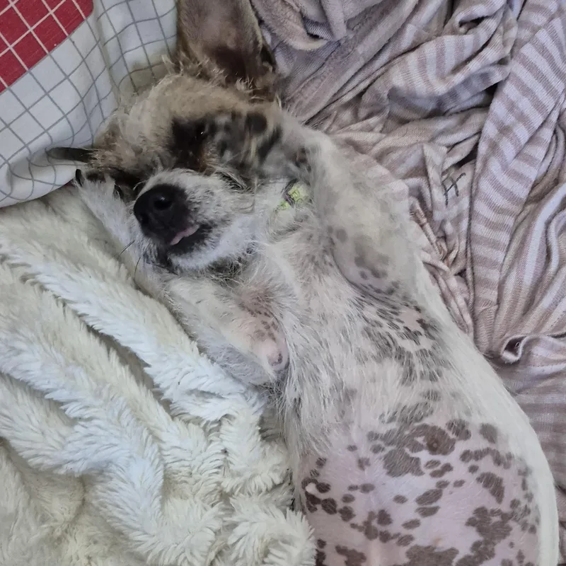 Tiny Teeny Terrier thumbnail 4