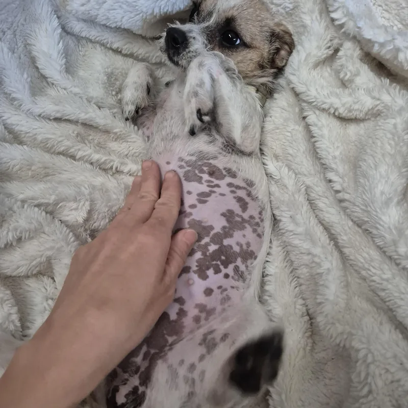 Tiny Teeny Terrier thumbnail 5