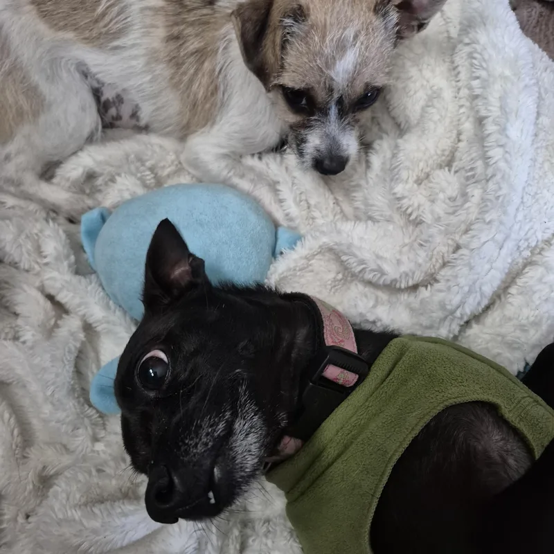 Tiny Teeny Terrier thumbnail 6