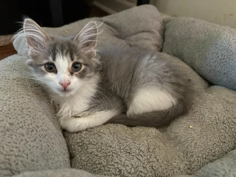 Bella