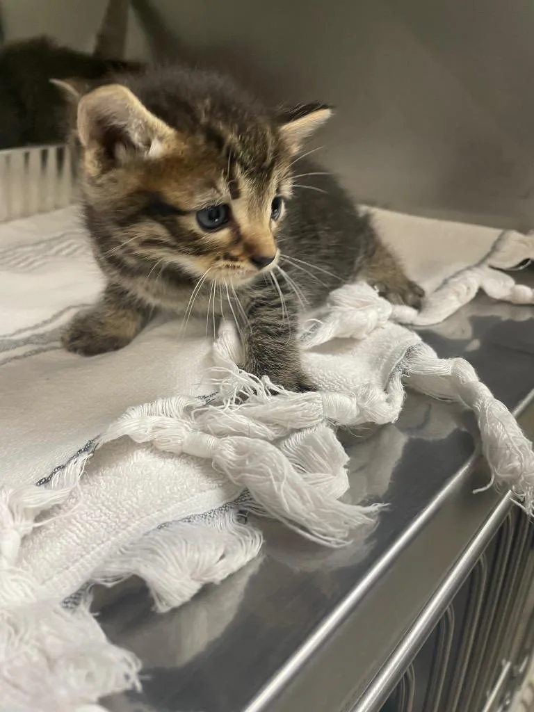 A baby small-sized female Domestic Short Hair cat named Taco Salad for adoption in New Braunfels, TX