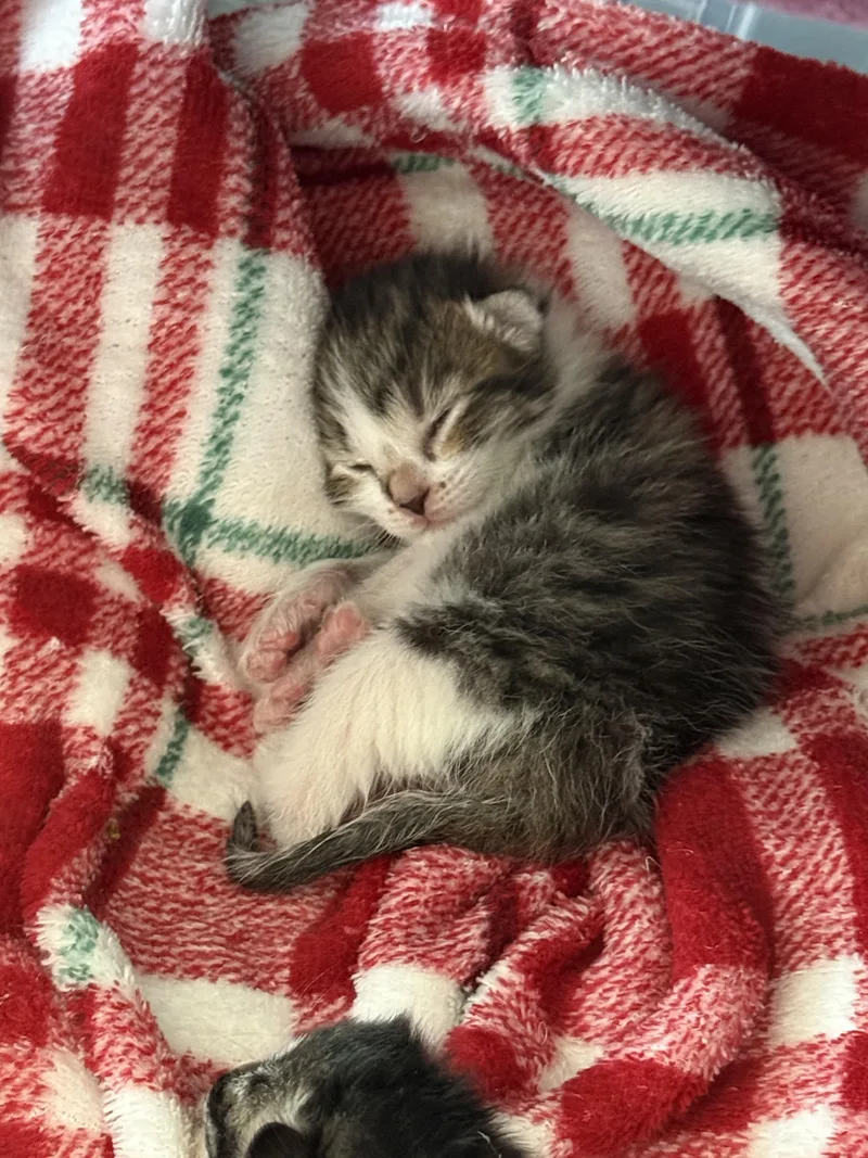 A baby medium-sized female Tabby (Brown / Chocolate) Domestic Short Hair cat named Gobo for adoption in Fruit Heights, UT