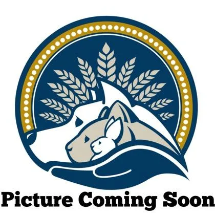 An adult small-sized male Domestic Short Hair cat named Gibson for adoption in Wheaton, IL