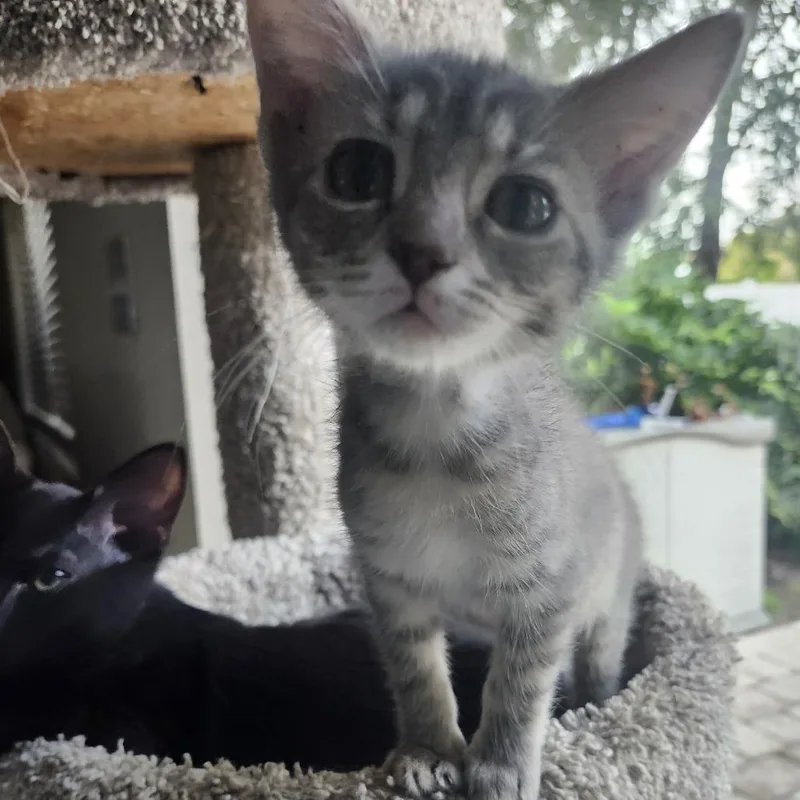 Lil Grey