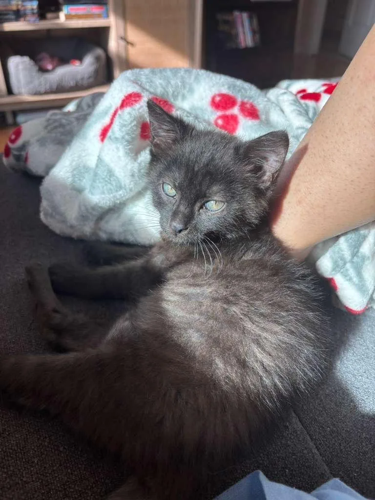 A baby medium-sized female Black Domestic Short Hair cat named Stinky Inky for adoption in miami, FL