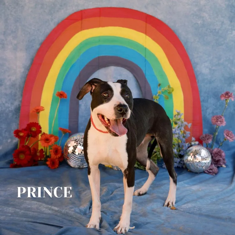 An adult large-sized male Black Mixed Breed dog named Prince for adoption in Philadelphia, PA