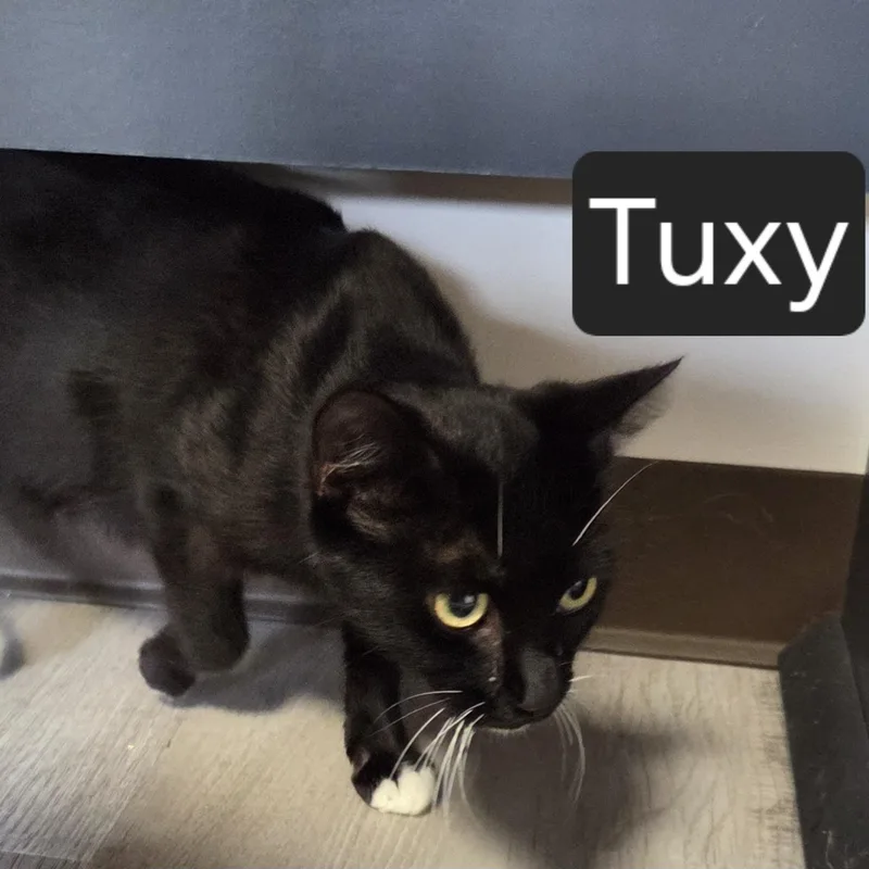 Tuxy