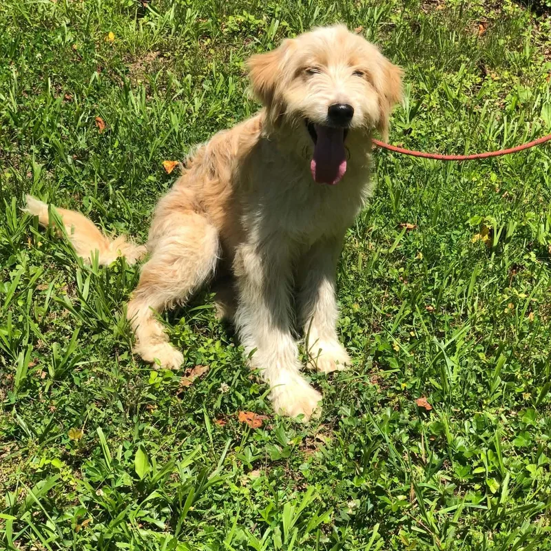 A young medium-sized male Apricot / Beige Goldendoodle dog named Buddy for adoption in Campton, KY