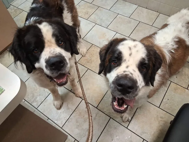 An adult extra large-sized female Saint Bernard dog named Foxy & Bandit for adoption in Magnolia, TX