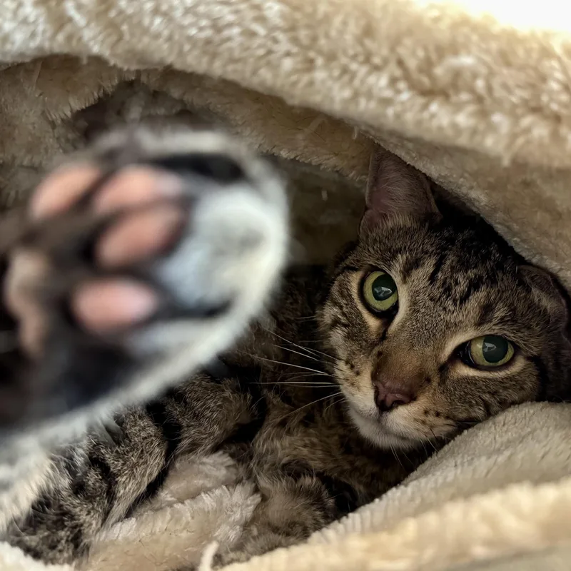 An adult large-sized female Tabby (Brown / Chocolate) Domestic Short Hair cat named Becky for adoption in Eatontown, NJ