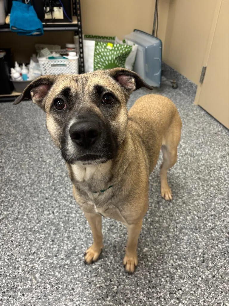 A baby large-sized female Mixed Breed dog named Payton for adoption in Liverpool, NY