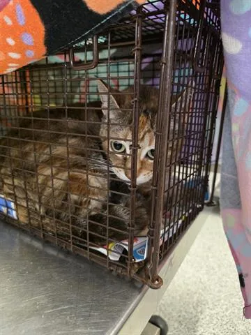 A young medium-sized female Domestic Short Hair cat named Queenie for adoption in Houston, TX
