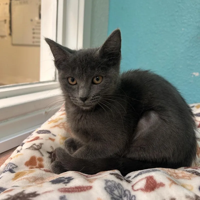 A baby small-sized female Gray / Blue / Silver Domestic Short Hair cat named Renesmee for adoption in Fresno, CA