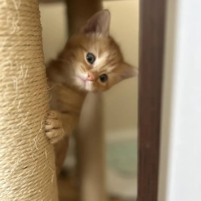 A baby large-sized male Orange / Red Domestic Short Hair cat named Alfonso for adoption in Fairfax Station, VA