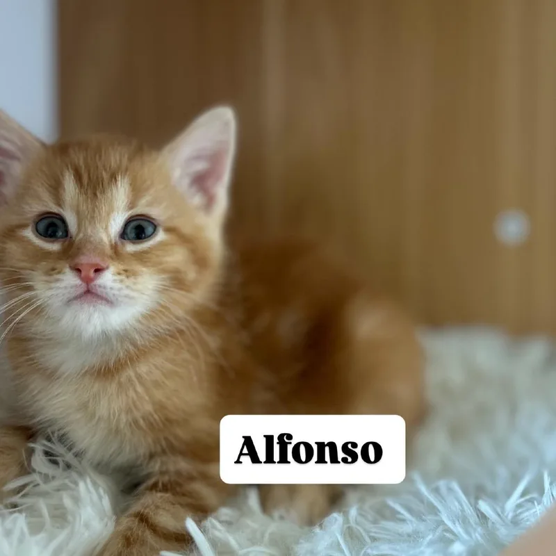 Alfonso thumbnail 2