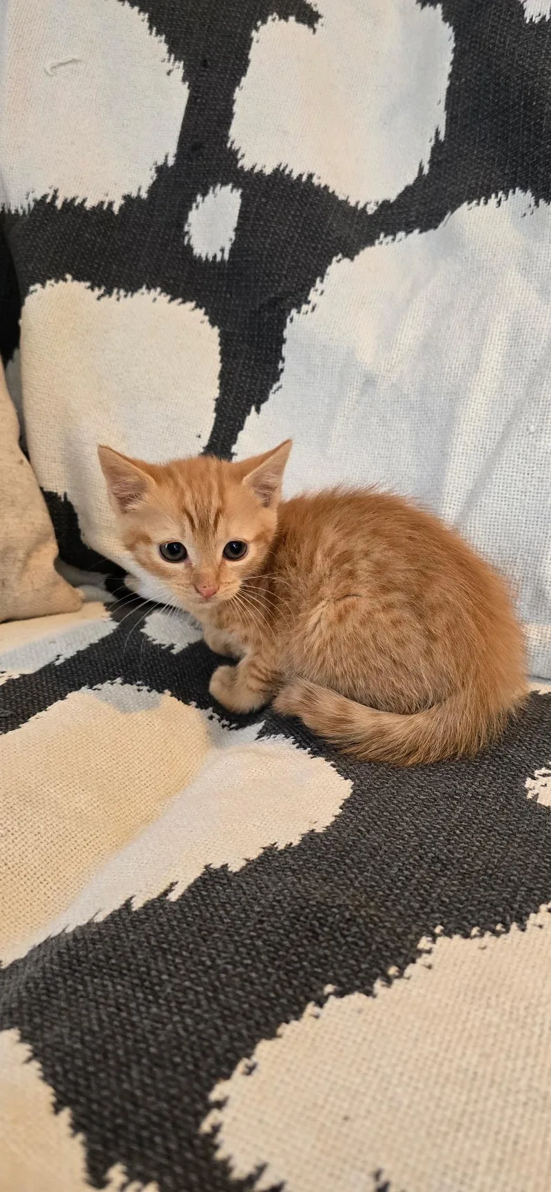 A baby medium-sized female Orange / Red Domestic Short Hair cat named Citrine for adoption in Valhalla, NY