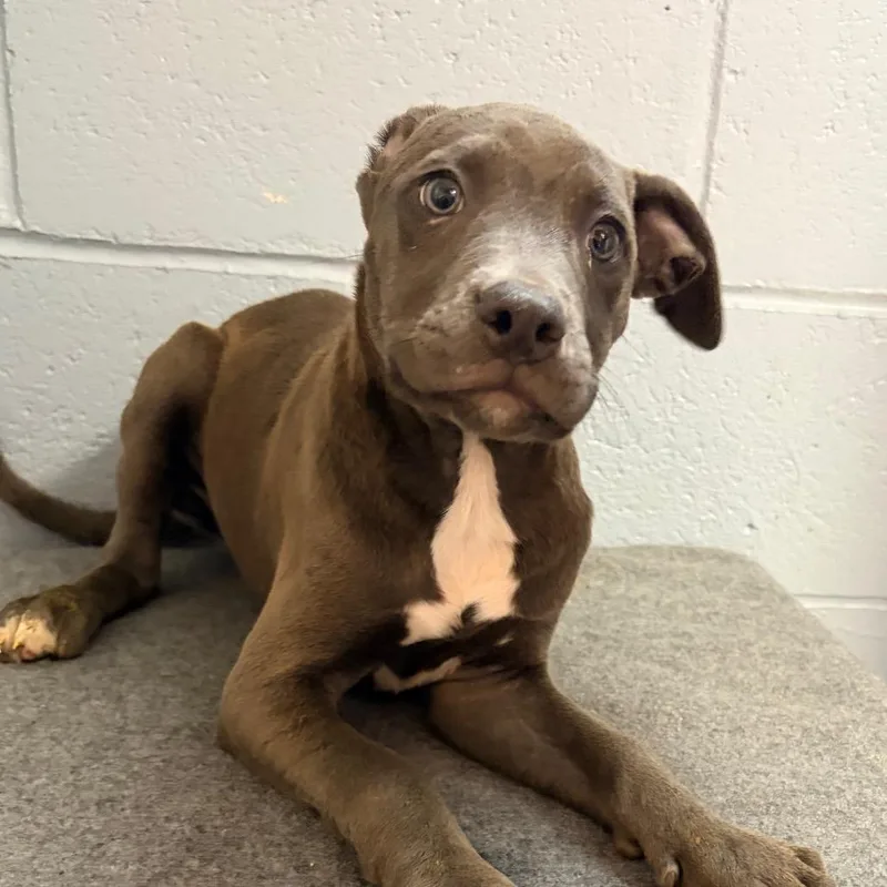 A baby small-sized female Gray / Blue / Silver Pit Bull Terrier dog named Dee for adoption in Belleville, IL