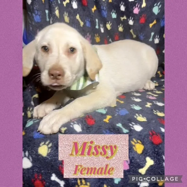 A baby large-sized female Labrador Retriever dog named Missy for adoption in Manchester, CT