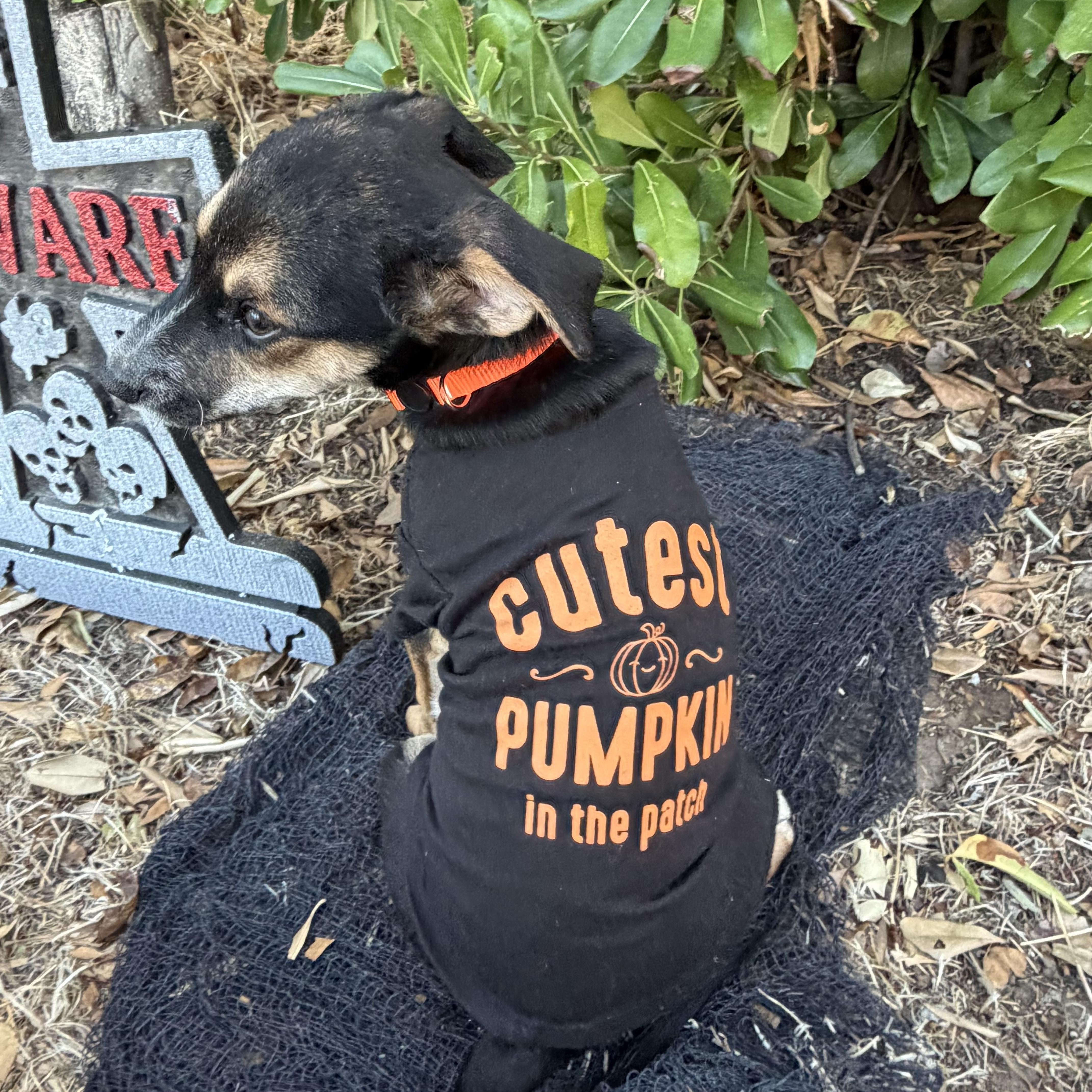 A baby medium-sized male Chihuahua dog named Max for adoption in Lodi, CA