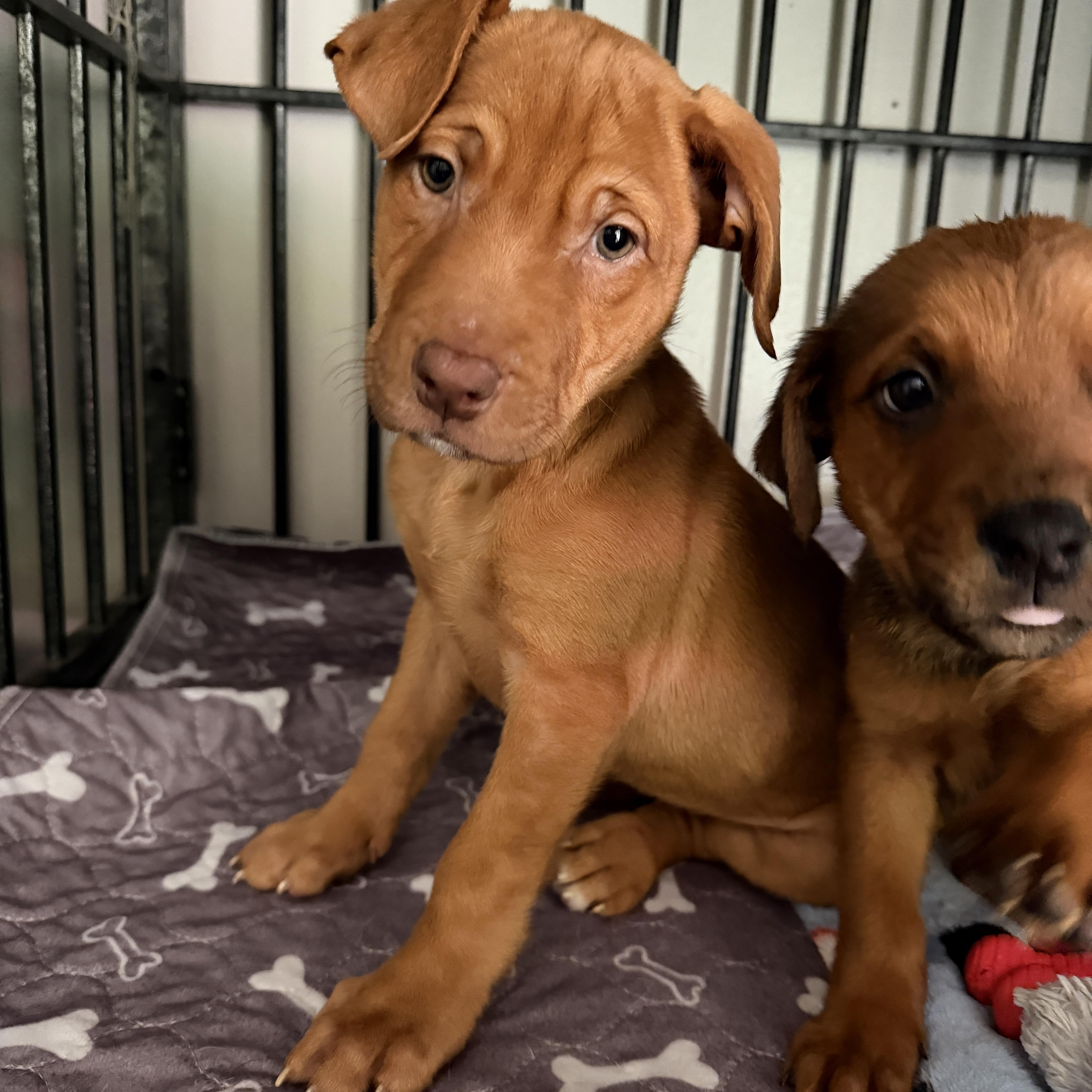 A baby medium-sized female Golden Mixed Breed dog named Sunny for adoption in Jeffersonville, IN