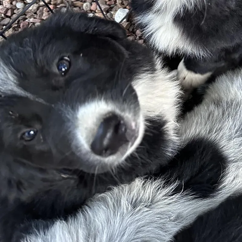 Tucker thumbnail 2
