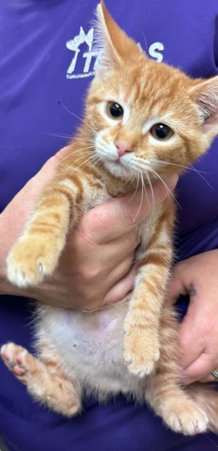 A young small-sized male Domestic Short Hair cat named Salem for adoption in Tappahannock, VA