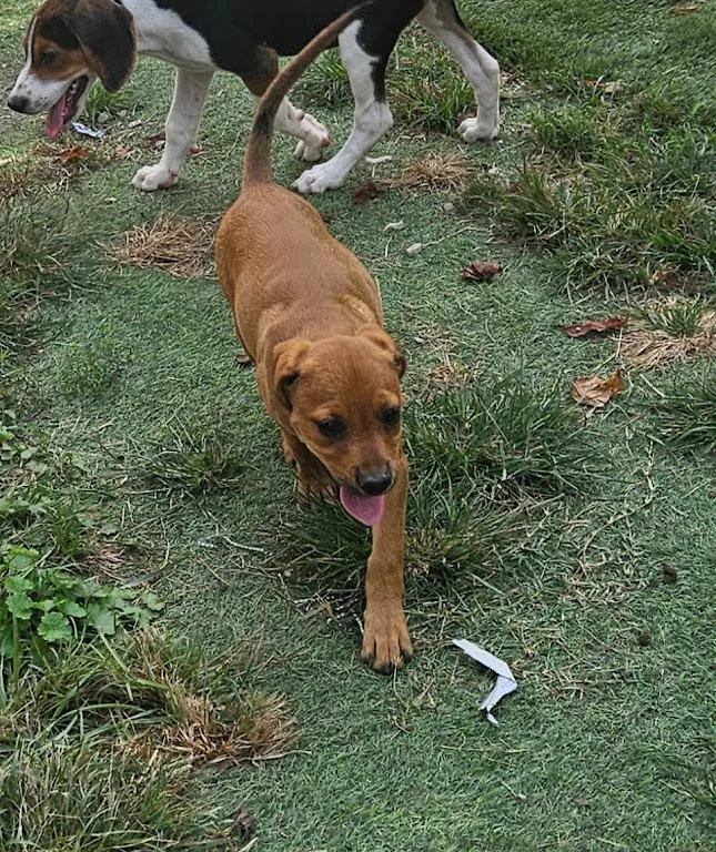 A baby medium-sized female Rottweiler dog named Wonton Dumpling Local for adoption in Andover, MA