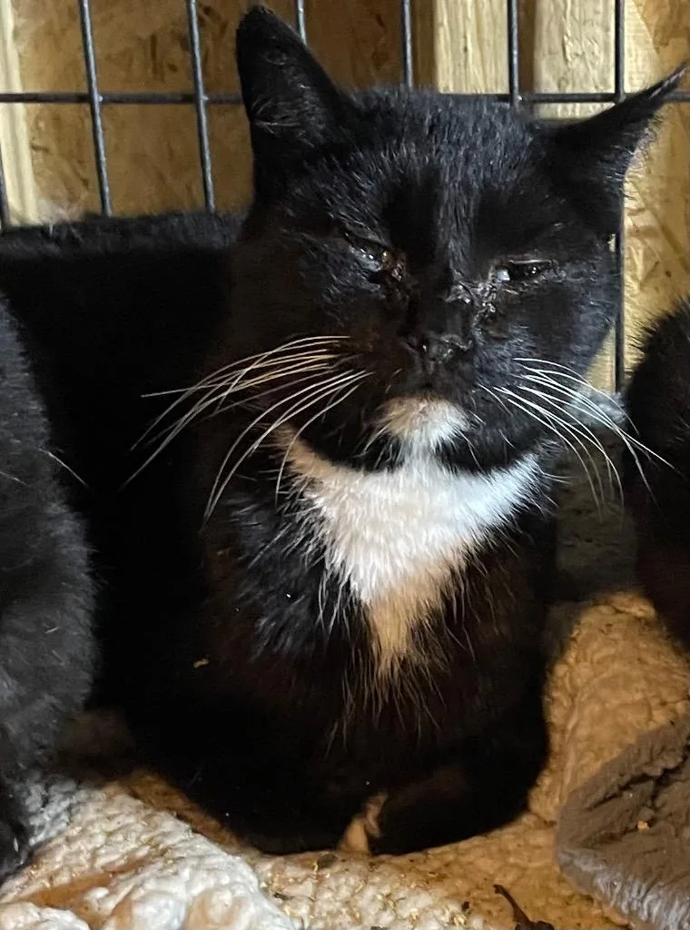 A young large-sized female Domestic Short Hair cat named Janet for adoption in Dalton, GA