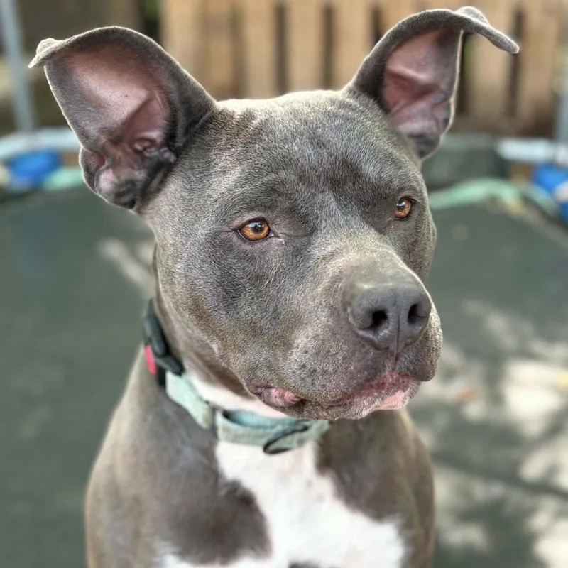 A young medium-sized male Gray / Blue / Silver Pit Bull Terrier dog named Tizzy for adoption in Pelham, NH