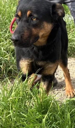An adult large-sized male Rottweiler dog named Chop for adoption in McFarland, CA