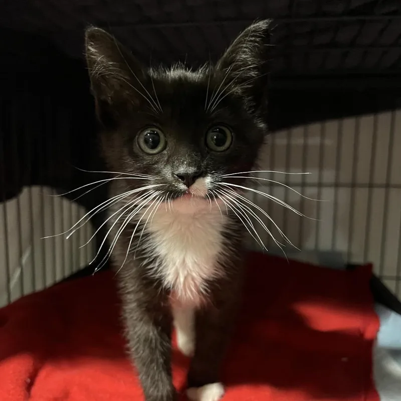 A baby small-sized female Black Domestic Short Hair cat named Gadget for adoption in Waldorf, MD