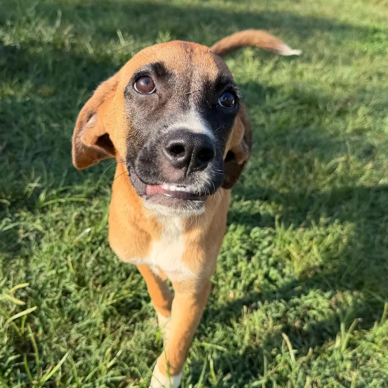 A young medium-sized female Brown / Chocolate Boxer dog named Amour for adoption in West Point, MS