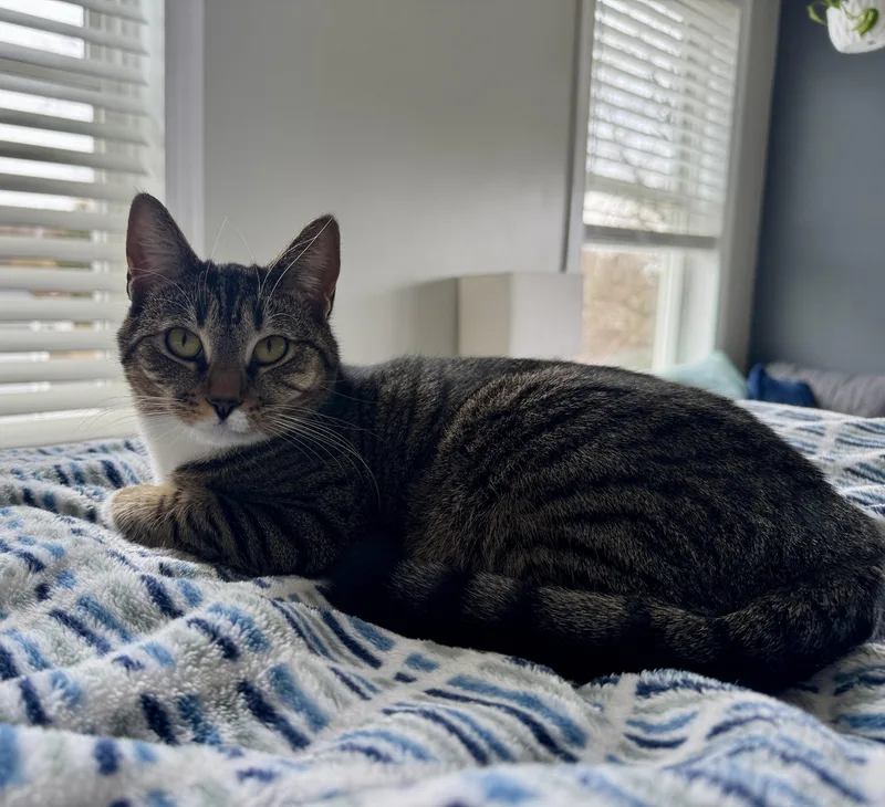 An adult medium-sized female American Shorthair cat named Cranberry for adoption in Manchester, CT