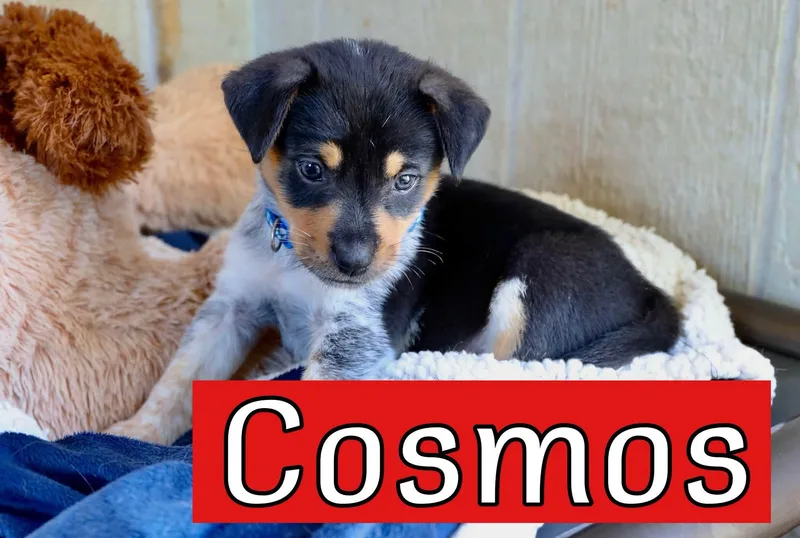 A baby medium-sized male Australian Cattle Dog / Blue Heeler dog named Cosmos for adoption in Keller, TX