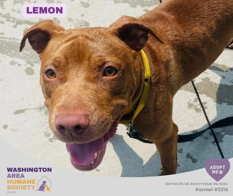 A young medium-sized female Red / Chestnut / Orange Pit Bull Terrier dog named Lemon for adoption in Eighty Four, PA