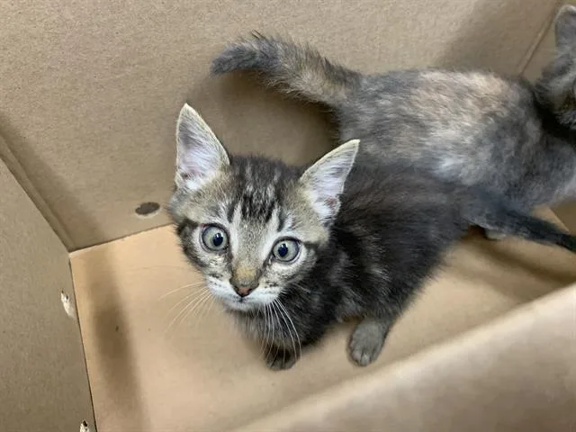 A baby small-sized male Domestic Short Hair cat named Baked Bean for adoption in Grand Prairie, TX