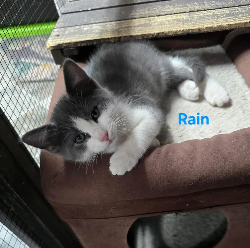 A baby small-sized male Gray & White Domestic Short Hair cat named Rain for adoption in Buena Vista, VA