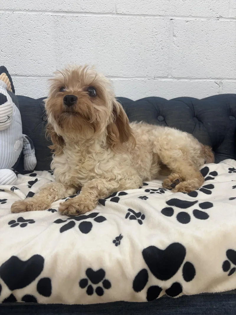 A young small-sized female Yorkshire Terrier dog named Nala for adoption in York, SC