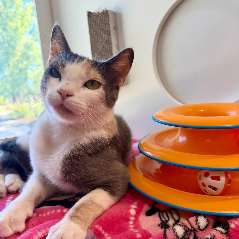 An adult medium-sized female Domestic Short Hair cat named Neapolitan for adoption in Truckee, CA