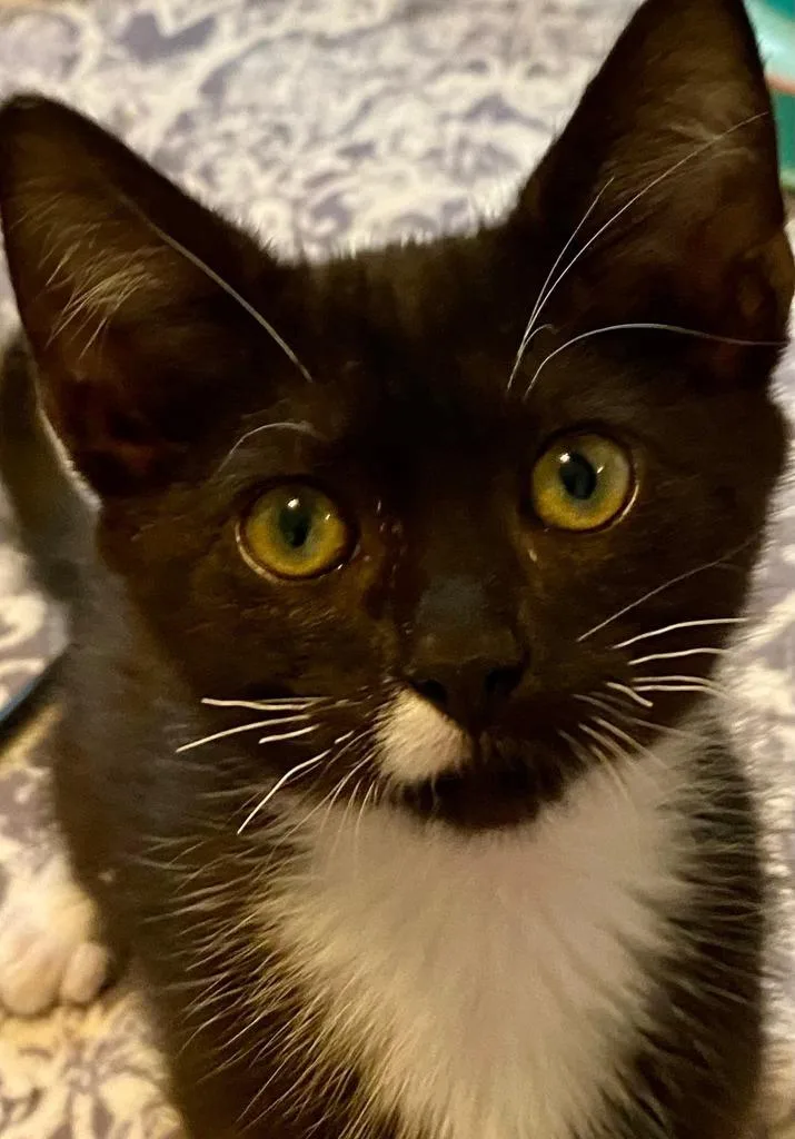 Skipper